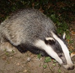 Badger picture for your Expert Witness story
