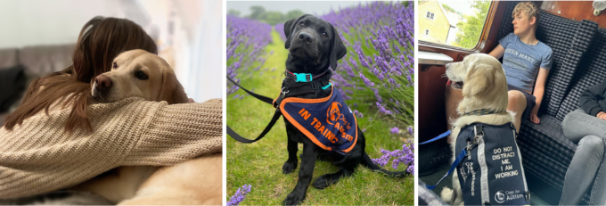 Dogsforautism image 002