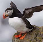 Photo of puffin for Your Expert Witness story