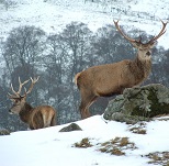 Picture of the Deer Park in Glengoulandie from geograph.org.uk for Your Expert Witness story