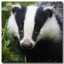 Badger cull gets go-ahead with Olympic-sized police operation