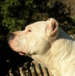 Picture of a large dog for Your Expert Witness story
