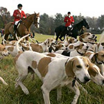 Your Expert Witness Hunt
