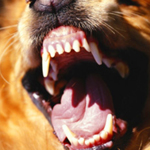Your Expert Witness dangerous dogs