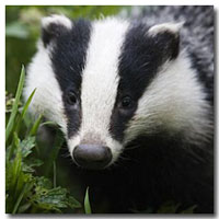 Your Expert Witness badger cull