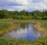 Picture of a SuDS for Your Expert Witness story