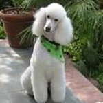 Your Expert Witness poodle