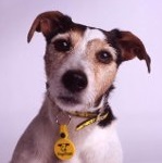 Picture of a stray dog for Your Expert Witness story